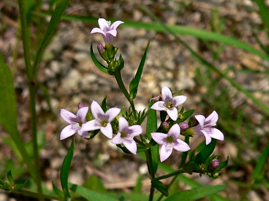{Houstonia longifolia var. compacta}